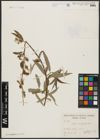Foto von Salix acmophylla Boiss.